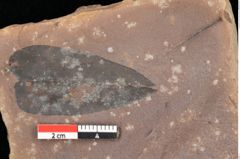Foto (Detailsansicht) von Quercus palaeoilex Ettingshausen (NHMW-GEO-2024-0188-0763)
